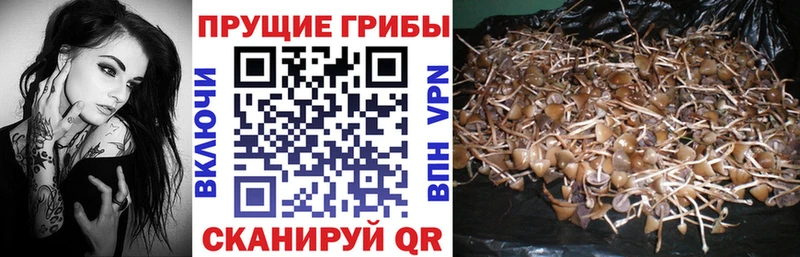 Псилоцибиновые грибы GOLDEN TEACHER  Купить  Карачаевск 